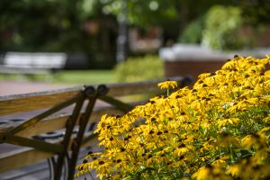 Flowers on the Johns Hopkins University Homewood campus.